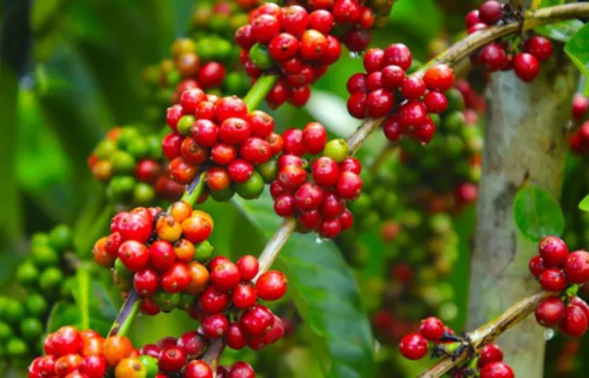 Báo cáo thị trường cà phê - Tuần giao dịch 02 - 06/03/2026