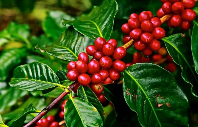 Thị trường chờ đợi phán quyết về thuế quan từ Mỹ; giá cà phê trong nước ổn định