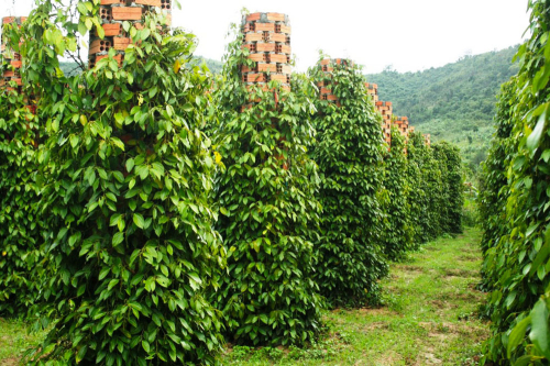 Giá tiêu hôm nay 30/12: Tăng nhẹ trong nước, hồ tiêu Malaysia duy trì đà tăng trưởng