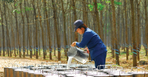 Giá cao su hôm nay 24/11/2025: Tăng nhẹ trên thị trường quốc tế nhờ kỳ vọng nhu cầu