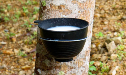 Giá cao su hôm nay 26/11/2025: Dự báo xu hướng giảm do nhu cầu tiêu thụ yếu