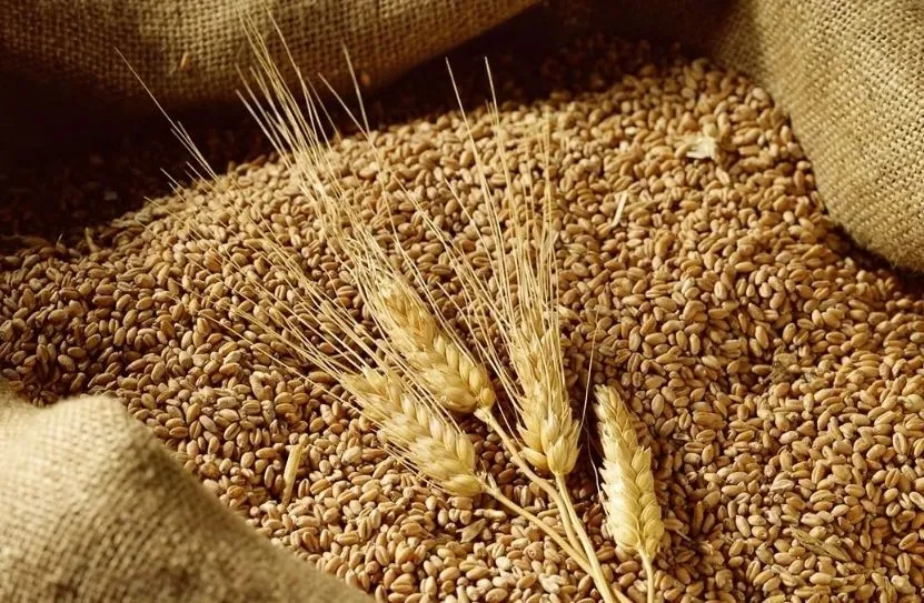 Diễn biến giá lúa mì, đậu tương,ngô ngày 28/8 trên thị trường nông sản