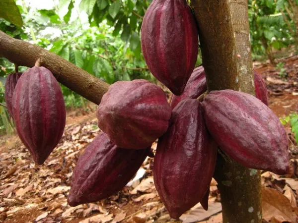 Thị trường ca cao và đường: Ảnh hưởng từ điều kiện thời tiết và xu hướng cung cầu toàn cầu