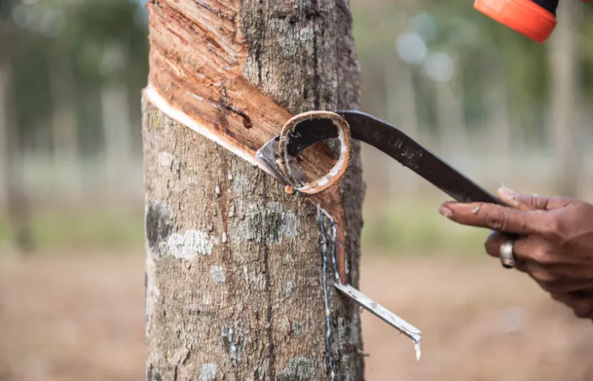 Thị trường cao su biến động trước sức ép tỷ giá ngày 18/09/2025