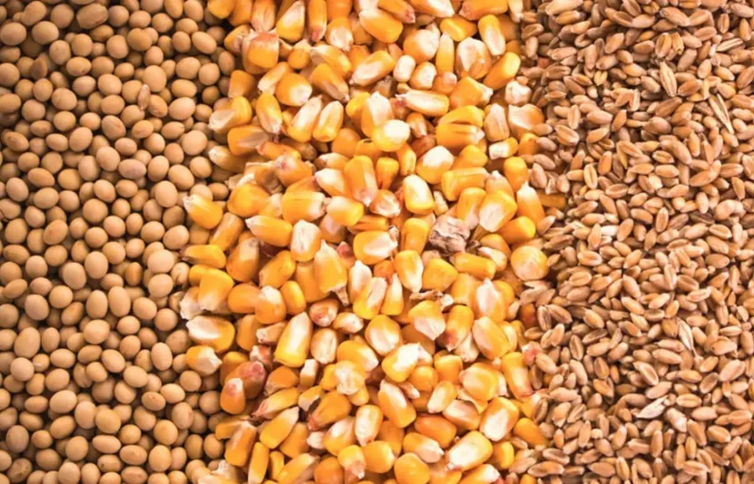 Tiêu điểm thị trường nông sản và nguyên liệu công nghiệp tuần 18.08 - 22.08.2025