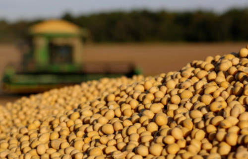 Giá đậu tương tăng nhẹ phản ứng với thông tin nhà máy ép dầu đậu tương tại Cairo Illinois cháy