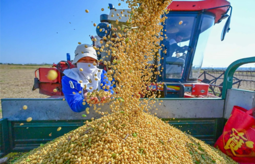 Đậu tương tăng nhẹ vào thứ 3 khi thị trường chung nông sản đang có một tâm lý phấn khởi