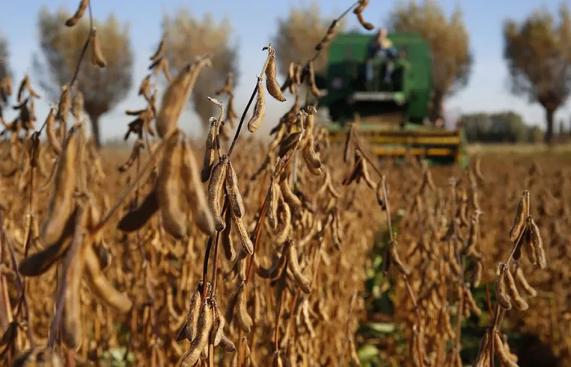 Giá đậu tương giảm vào sáng thứ 5 khi đợt khô hạn tại Argentina sắp bị phá vỡ bởi dự báo có mưa