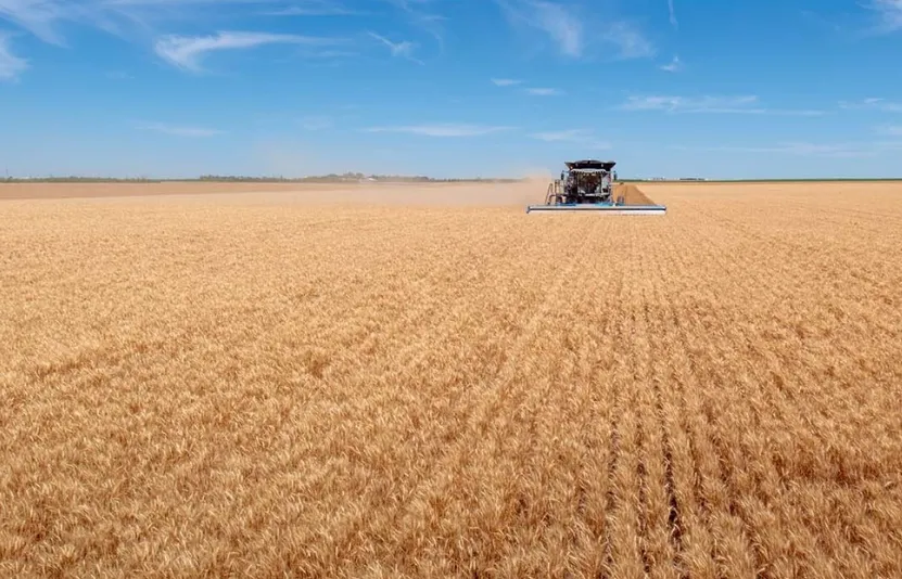 Nông sản 16/01: Tồn kho ngũ cốc toàn cầu lập đỉnh 9 năm, đậu tương được hỗ trợ bởi biodiesel, ngô dư cung