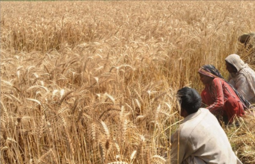 Thị trường nông sản 17/12: Lúa mì chịu áp lực bán khống, đậu tương chững lại vì Brazil rẻ hơn, ngô suy yếu trước lo ngại nhu cầu