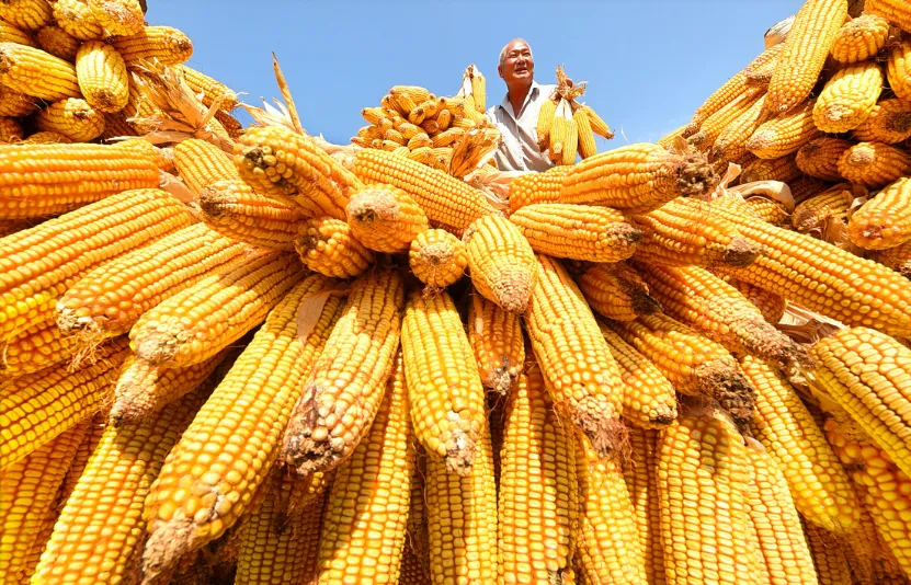 Giá ngô khởi sắc vào đầu tuần do thị trường chung lo ngại thời tiết khô hạn tại Argentina ảnh hưởng tới nguồn cung
