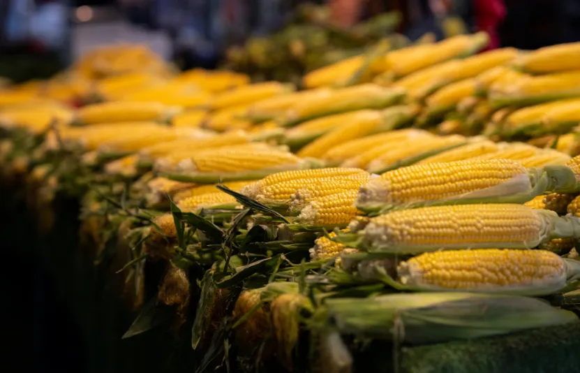 Giá nông sản 01/09: Giá lúa mì, ngô và đậu tương tăng, dầu đậu tương giảm