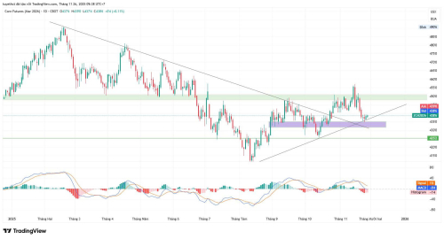 GIÁ NGÔ ĐÓNG CỬA PHIÊN GIAO DỊCH NGÀY THỨ 3 TRONG XẮC XANH