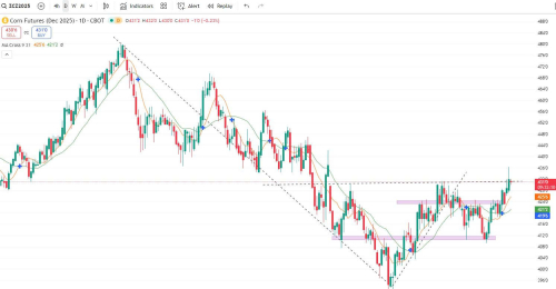 Mua NGÔ KỲ HẠN THÁNG 12 - ZCEZ25 - NGÀY 29/10/2025